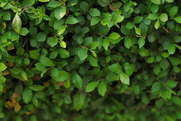 Background of fresh tiny green leaf