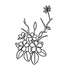 Flowers Drawing line