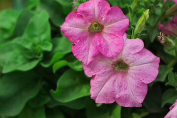 Pink petunia flower blooming in garden