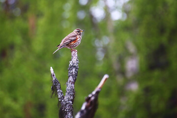 Redwing (Turdus iliacus) sitting on a tree branch