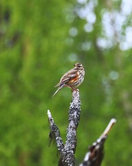 Redwing (Turdus iliacus) sitting on a tree branch