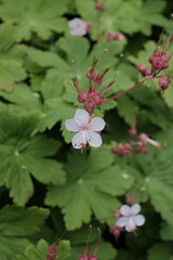 Discover the vibrant allure of Bigroot Geranium amidst a textured concrete background, blending nature and urban aesthetics.