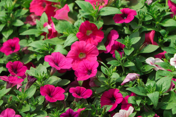 A nature photo is a beautiful petunia flower. Plant Petunia flower with blooming pink petals. Pink Petunia flower with open buds