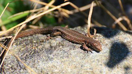 Common lizard (Zootoca vivipara) warming itself in the sun