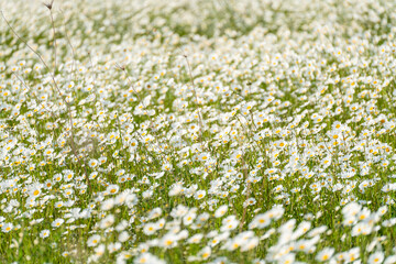 Daisy Chamomile background. Beautiful nature scene with blooming chamomilles in sun flare. Sunny day. Summer flowers.