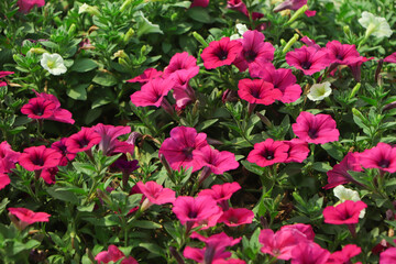 Background of pink petunia flowers in summer
