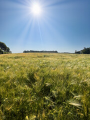 Bavarian Wheat field during summer time before harvesting phase