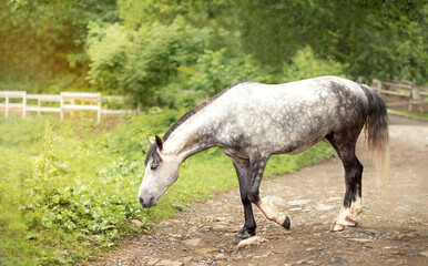 Naklejka na ściany i meble beautiful gray horse walks near the stable among green trees