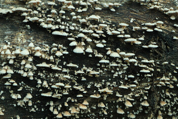 Edible mushrooms. Chanterelle mushrooms in a moss forest. Selective focus.