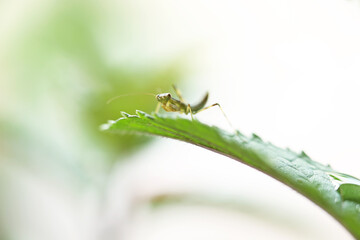 ペパーミントの葉に止まるカマキリの幼虫