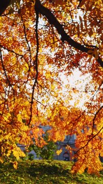 Slow motion, sunburst breaks through the red foliage of autumn rowan tree in city landscape. Sunbeams shine across branches mountain ash on autumn day.