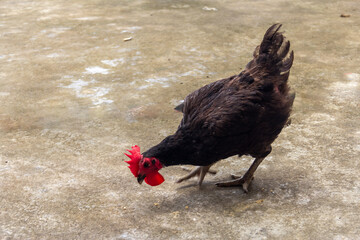 black feathered chicken 
