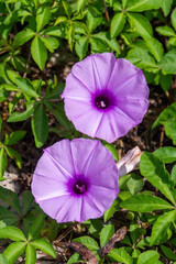 two purple flowers in the garden