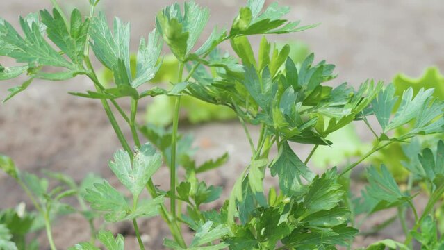 Celery growing in vegetable garden at summertime , celery growing in soil , agriculture, plant growth and life concept, close up