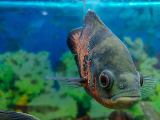 tropical fish in the water in a Chinese aquarium