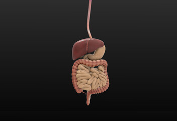 human digestive system 3d