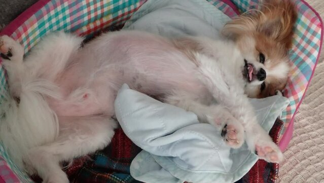 仰向けになってお腹を出して寝ている犬、だらしない姿