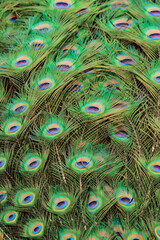 Obraz premium Photo of Bright Colorful Plumage of Peacock's Tail.