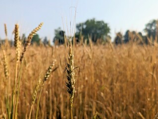 field of wheat - 617277642