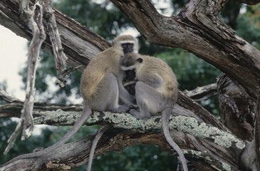 Vervet monkey