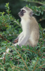 Vervet monkey