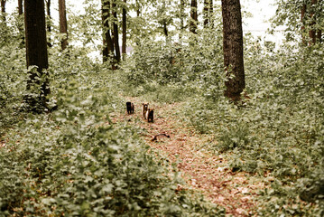 dog walking in the woods