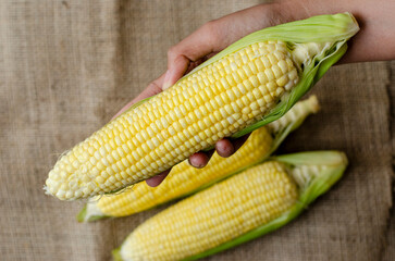 Farmer hand holding raw corn, Top view