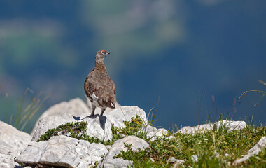 Lagopède alpin (Lagopus mutus) mâle en été sur un rocher. Alpes. France