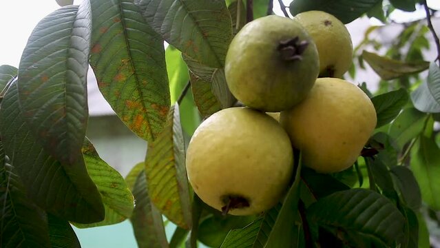 Psidium guajava. Guava fruit on the tree branches, swaying swaying swaying in the wind.