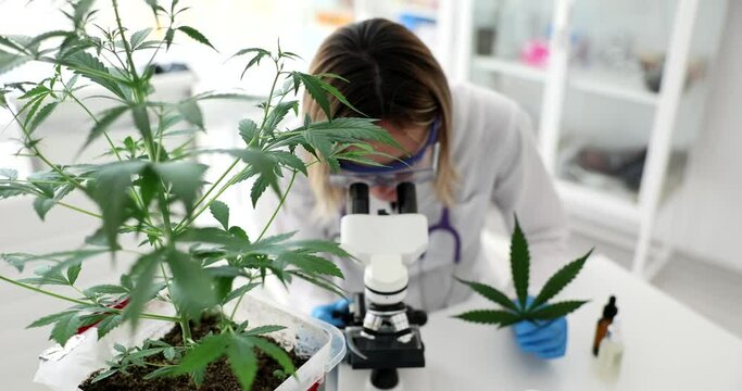 Scientist chemist looking through microscope on background of marijuana plant in lab. Hemp based cosmetics production concept