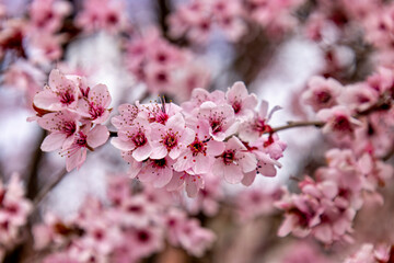 Close-up of cherry blossoms in spring