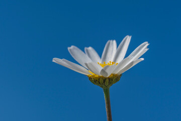 selective focus with flowers and sky heralding the arrival of spring