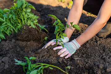 Woman farmer planting seedlings of tomatoes in the garden. Selective focus.
