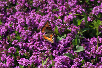 Large flowerbed of flowering thyme