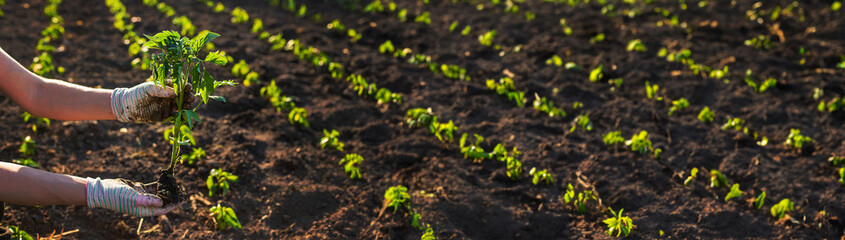 Woman farmer planting seedlings of tomatoes in the garden. Selective focus.