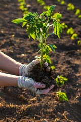 Woman farmer planting seedlings of tomatoes in the garden. Selective focus.