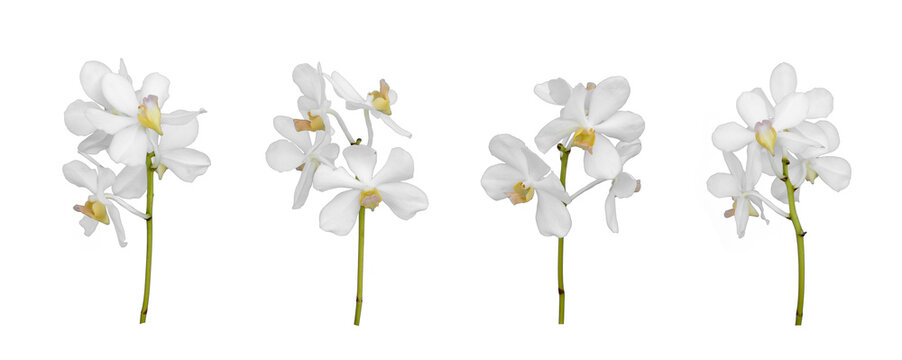 Set of cut out white dendrobium orchids stem isolated on the white background
