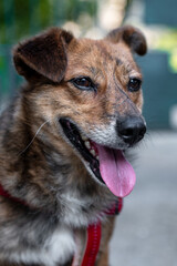 Purebred red dog. Portrait of red dog outdoor. Beautiful domestic dog