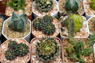 Miniature cactus pot decorate in plastic pots for sale in plant shop at outdoor market     