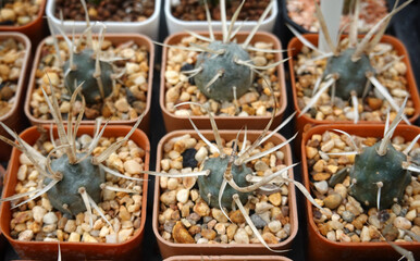 Top view Many small cactus in different shapes in pots.
