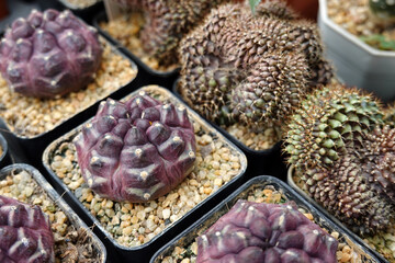 Miniature cactus pot decorate in plastic pots for sale in plant shop at outdoor market     