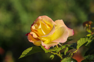 yellow rose, yellow rose in the forest, yellow rose in the garden, yellow flower