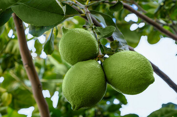 green lemons on tree in garden. Green citrus fruits are trees