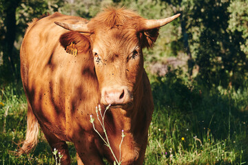Group of dairy cows peacefully grazing in lush green pasture.
