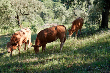 Naklejka na ściany i meble Group of dairy cows peacefully grazing in lush green pasture.
