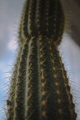 close up of cactus