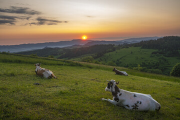 Cows in a mountain pasture during sunrise