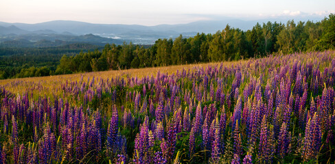 Fototapeta na wymiar panorama of blooming lupines on a mountain meadow in the light of the rising sun