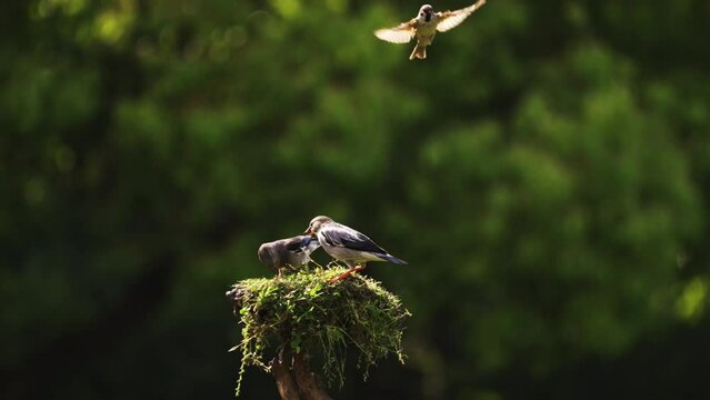 Slow Motion: The birds in the woods are flying and feeding.