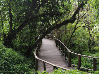 Obraz premium Pathway of a journey jungle in Doi inthanon national park Chiang mai Thailand
